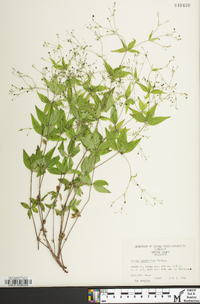 Galium latifolium image