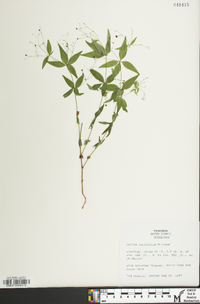 Galium latifolium image