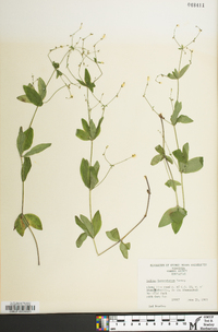 Galium lanceolatum image