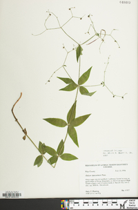 Galium lanceolatum image