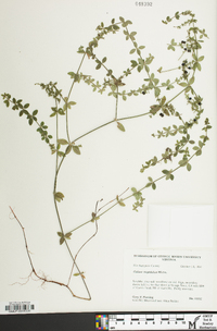 Galium hispidulum image