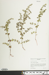 Galium hispidulum image