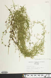 Galium anglicum image