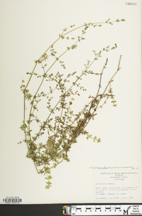 Galium anglicum image