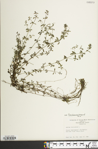 Galium tinctorium var. floridanum image