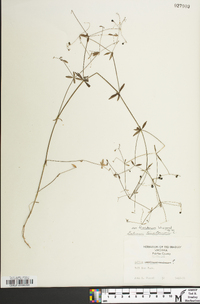 Galium tinctorium var. floridanum image