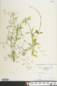 Galium pilosum image