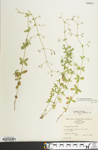 Galium pilosum var. puncticulosum image