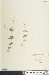 Galium pilosum var. puncticulosum image