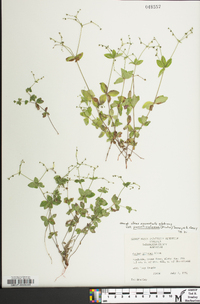 Galium pilosum image