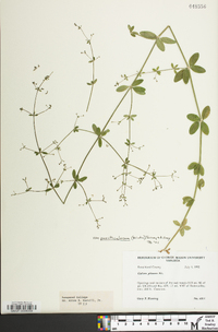 Galium pilosum image