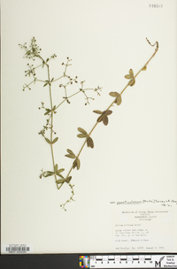 Galium pilosum image