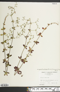 Galium pilosum image