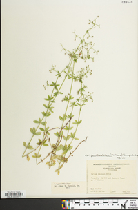 Galium pilosum var. puncticulosum image