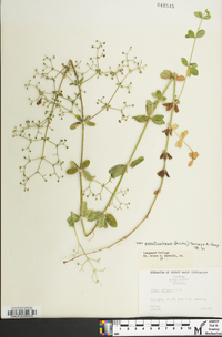 Galium pilosum image