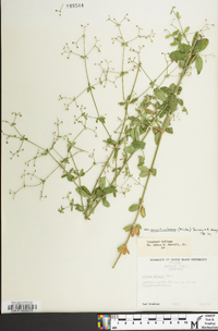 Galium pilosum image