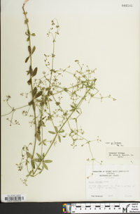 Galium pilosum var. pilosum image