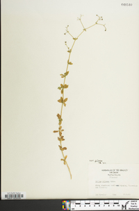 Galium pilosum image