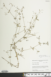 Galium obtusum subsp. obtusum image