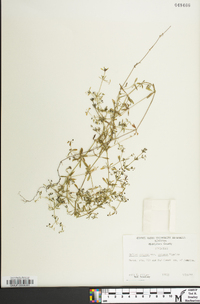 Galium obtusum image