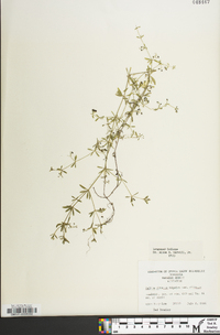 Galium obtusum subsp. obtusum image