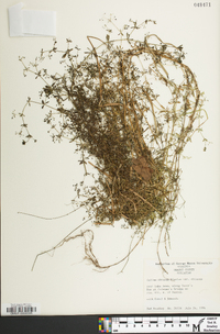 Galium obtusum image