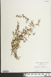 Galium obtusum subsp. obtusum image