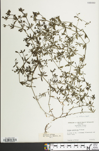 Galium obtusum image