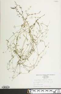 Galium obtusum subsp. obtusum image