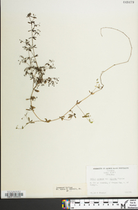 Galium obtusum subsp. obtusum image