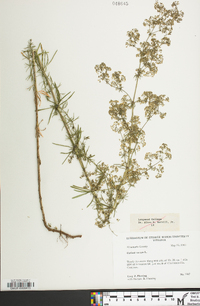 Galium verum image