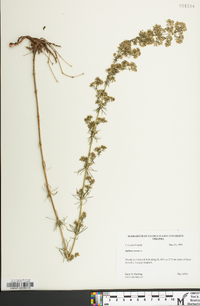 Galium verum image