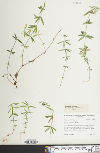 Galium uniflorum image