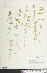 Galium uniflorum image