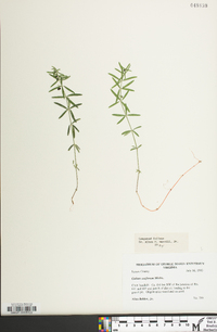 Galium uniflorum image