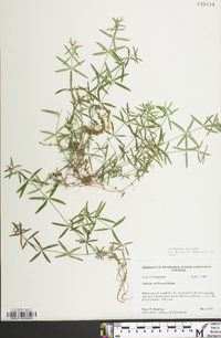 Galium uniflorum image