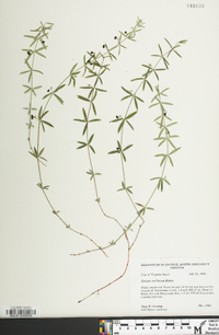 Galium uniflorum image