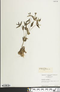 Houstonia purpurea image