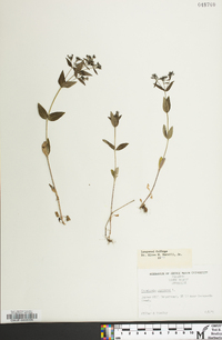 Houstonia purpurea image