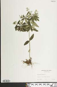 Houstonia purpurea image