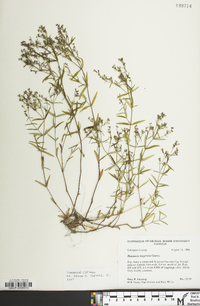 Houstonia longifolia image