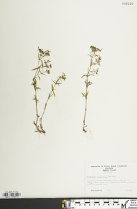 Houstonia longifolia image