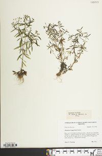 Houstonia longifolia image