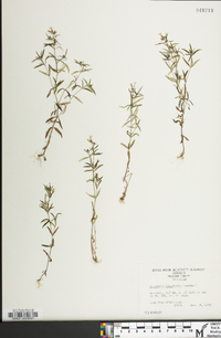 Houstonia longifolia image