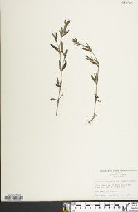 Houstonia longifolia image