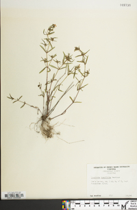 Houstonia longifolia image