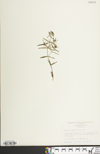 Houstonia longifolia image