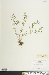 Houstonia longifolia image