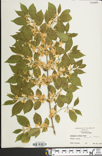 Lonicera maackii image