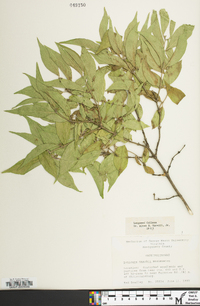 Lonicera maackii image